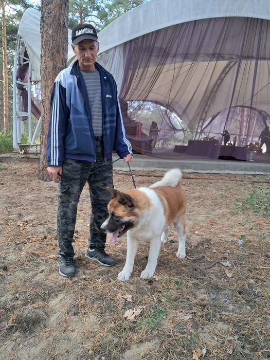 Породный кобель для вязки