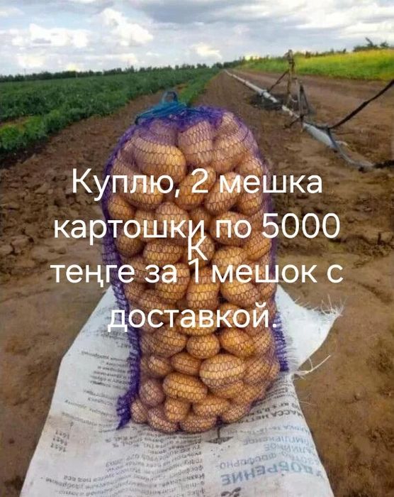 Картошка для себя