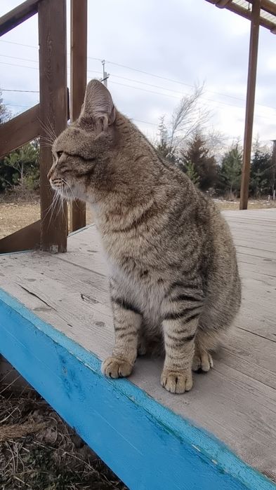 Очень ласковый котик, молоденький