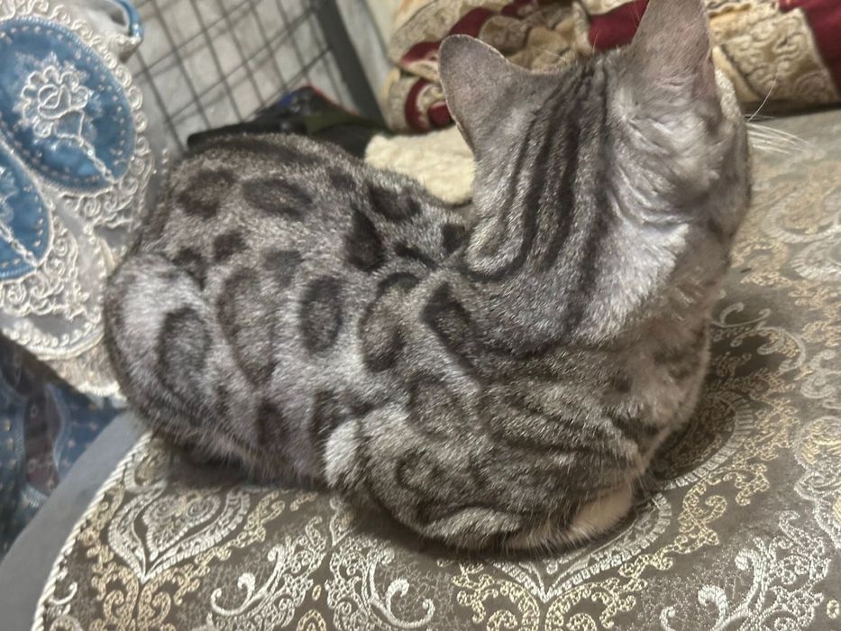 Продам кошку Бенгалка
