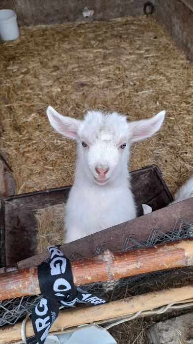 Теке лақ козлята лак еркек