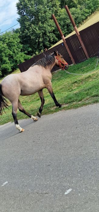 Mânză de vânzare un an jumate