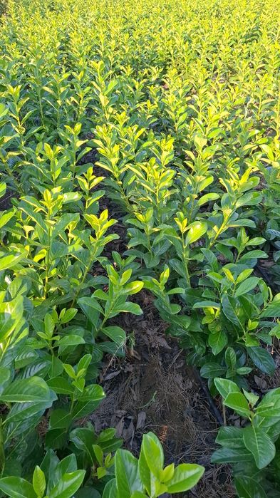 Laur englezesc photinia Red Robin leylandi