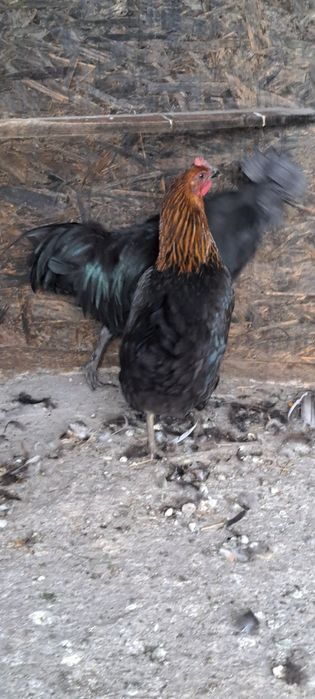 Ayam cemani  disponibili