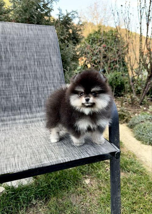 Померан мини момиче. Померанче