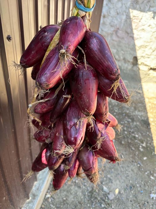 Vand ceapa rosie de buzau