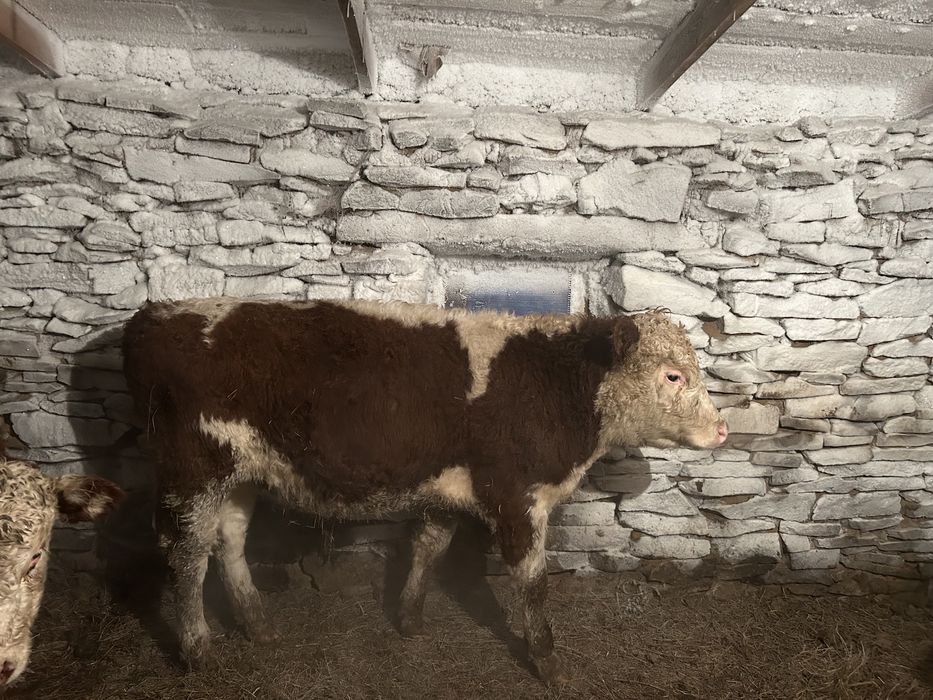 Продам бычков откорм