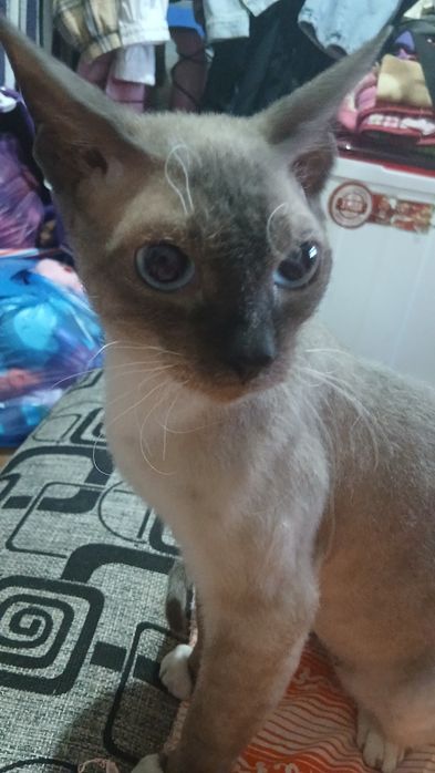 Отдам в хорошие добрые руки кота.