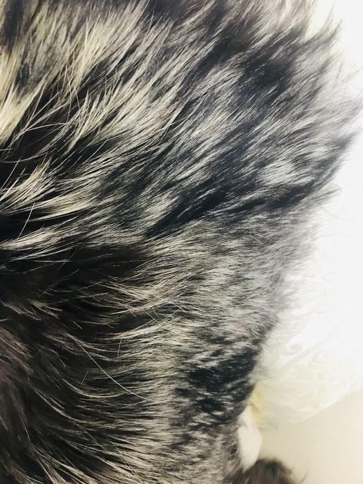 Воротник канадская чернобурка