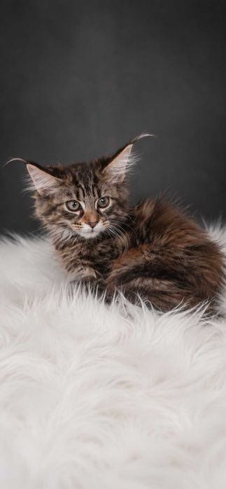 ATHENA – Maine Coon femelă f22, pedigree | www.lynxrunecode.com