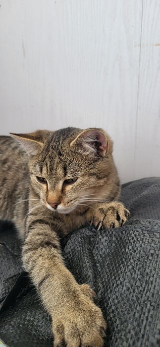 Котик домашний 6 месяцев