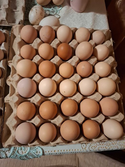 Oua pentru incubat  gaini de rasa