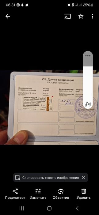Чистакровный доберман