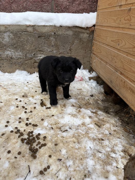 Отдам щенят в добрые руки