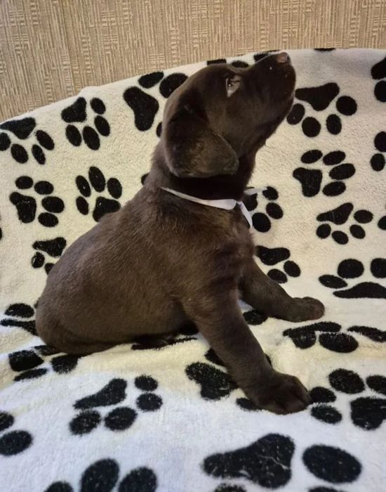 Чистокровные щенки лабрадора