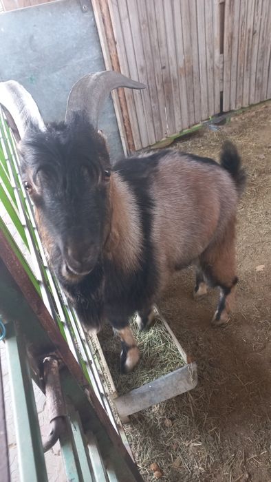 Ешкы пароднис 150000тг