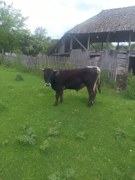 Vand 2 boi 135 kg fiecare