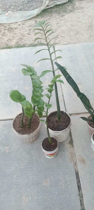 Продам домашний цветы