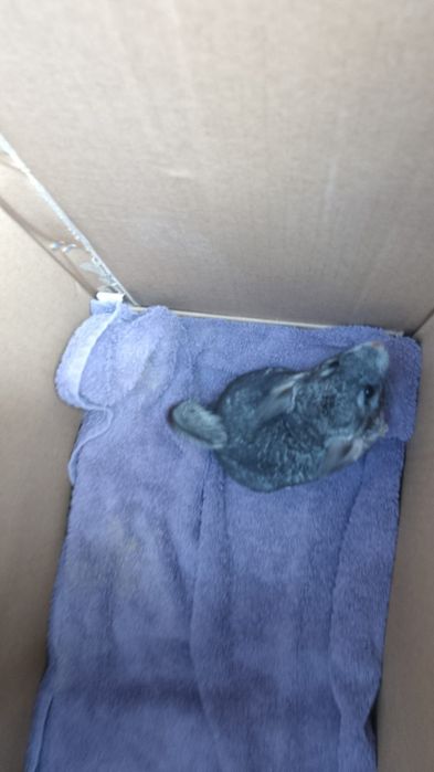 Pui chinchilla, chinchila, sinsila bej și gri