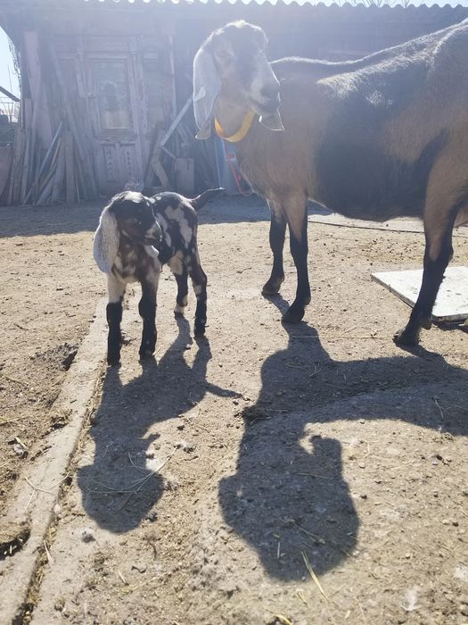 Masculi anglo nubian