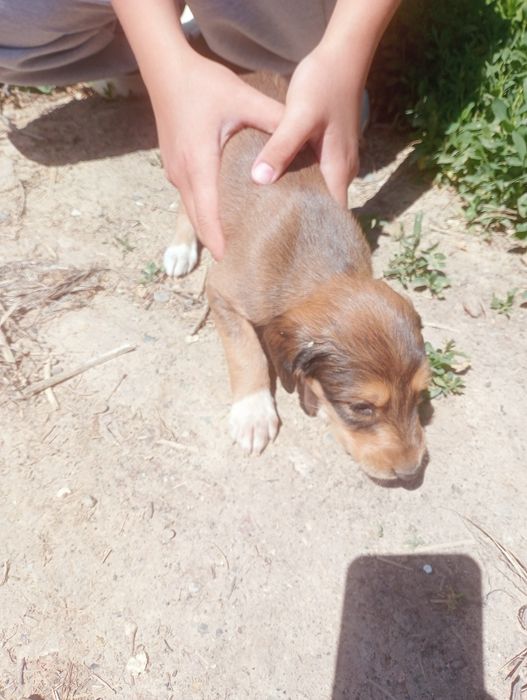 Тазы  собаки шенки