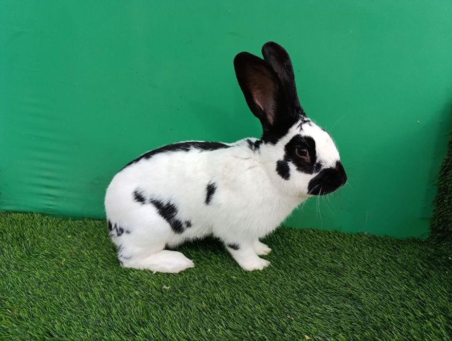 Strakach quyon sotiladi sames 10 oylik