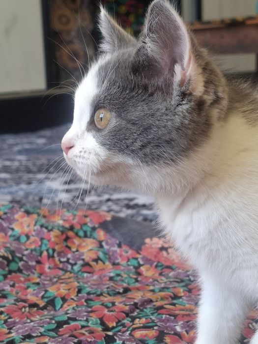 Продаётся котёнок девочка