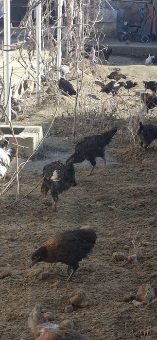 Xonaki tovuq va xo'rozlar  sotiladi samarqand shaharda