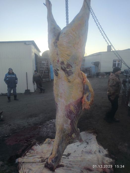 Ту бие сатылады сойылған