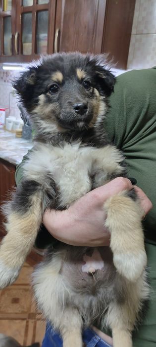 Отдам щенят в добрые руки