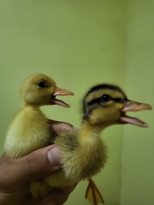 Sifati alo ordakchalar optom kelishamiz