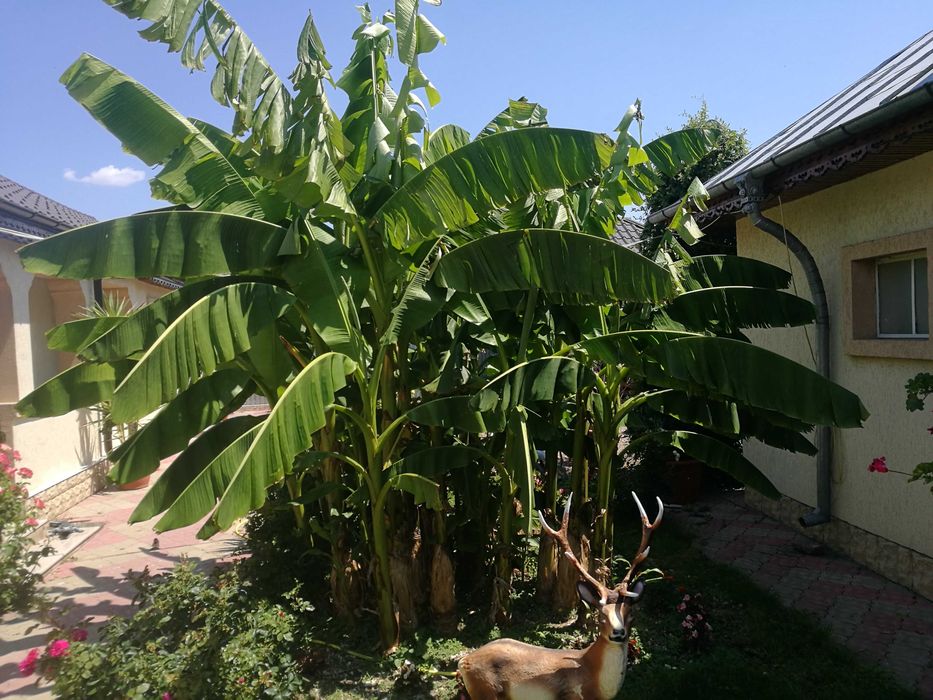 Banan japonez care ierneaza afara