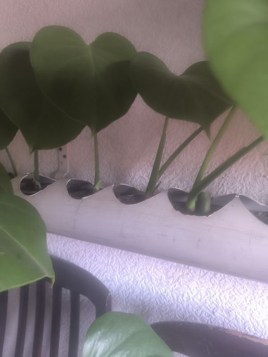 Монстера детки монстеры