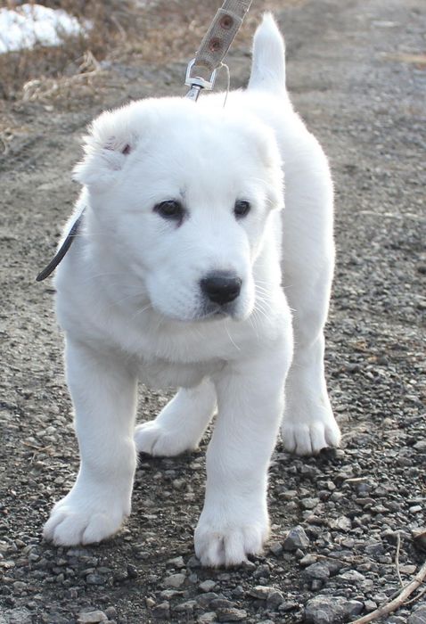 Күшіктер сатамын бағасы 30000