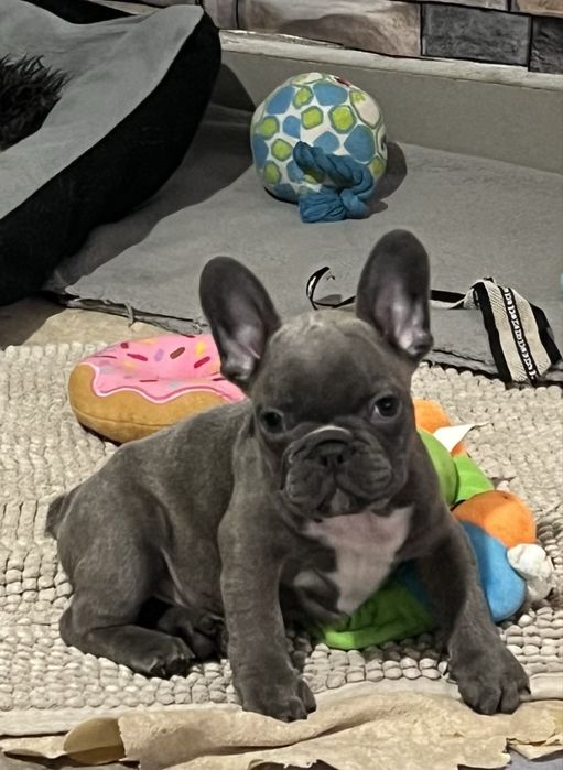 Френски булдог  - мъжки