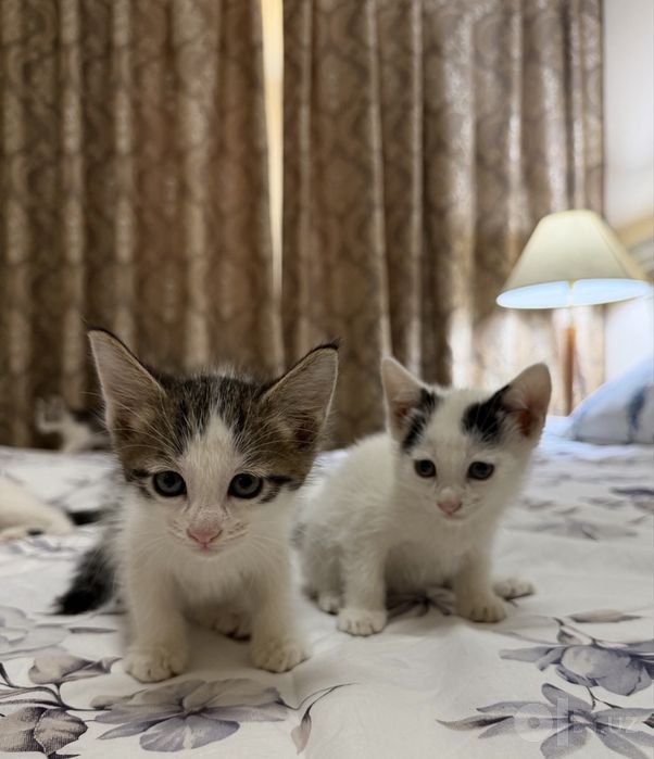 mushuk bolalarin tekinga beriladi