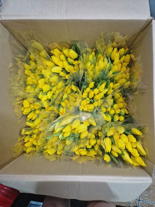 Тюльпаны продаем