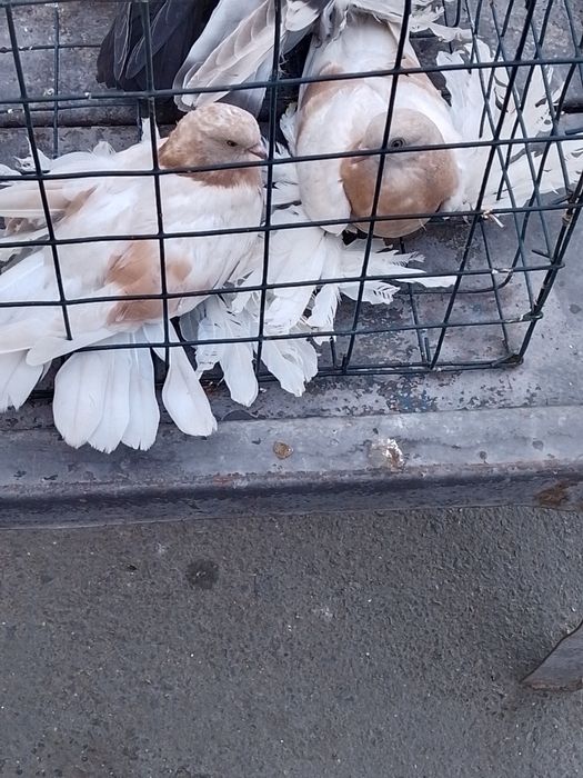 Продается молодые голуби