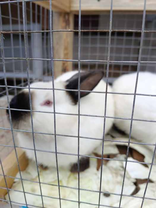 Продаются кролики