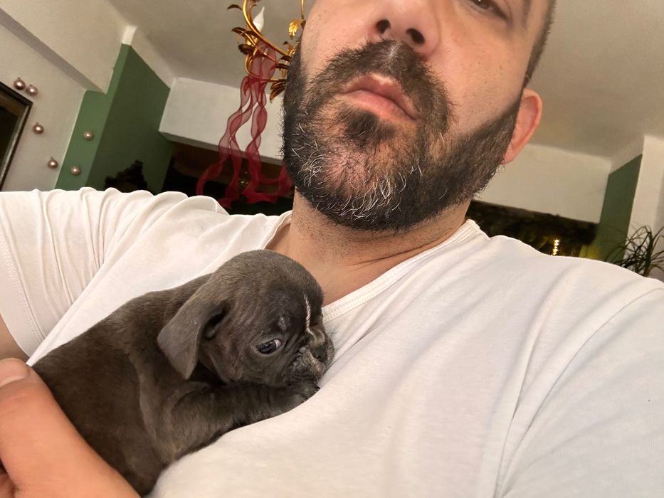 Френски булдог бебета