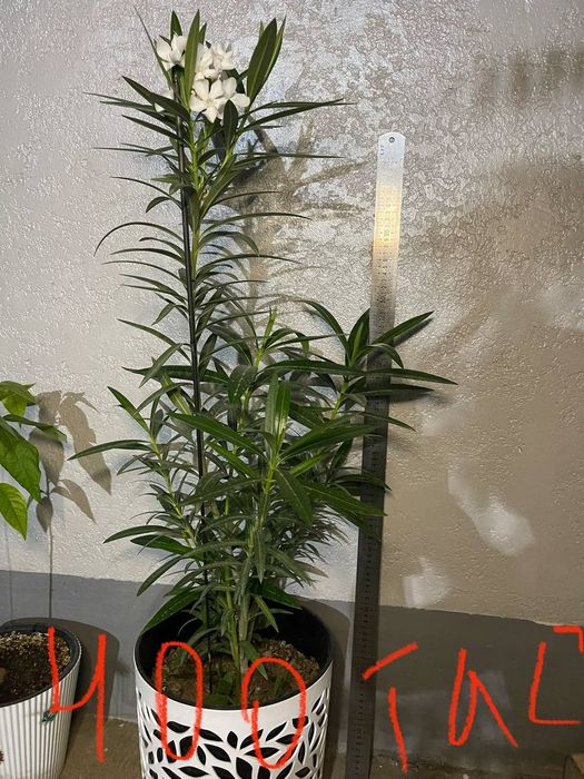Продам домашние цветы