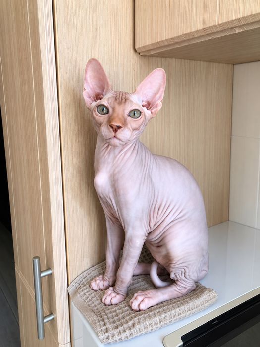 Котята Канадский сфинкс