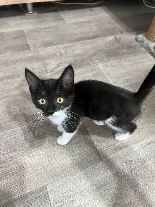 Котята в хорошие руки