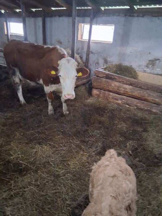 Vaca fatata de vanzare