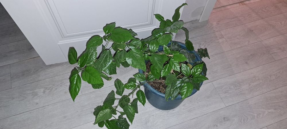 Гибискус или китайская роза