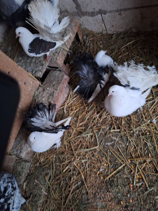 Porumbei rotati coada roata