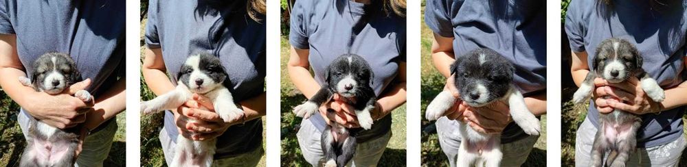 Ofer spre adoptie catei 2 luni, talie medie, oriunde in tara.