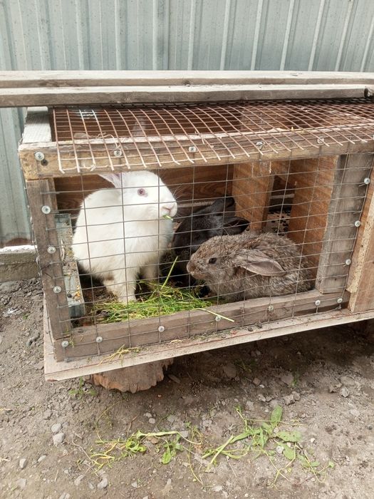 3 Кролики продам 3  15000 тг