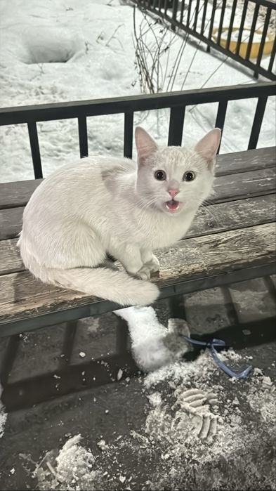 Белый котенок, мальчик.