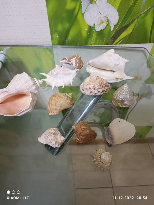 Продам коллекцию ракушек.